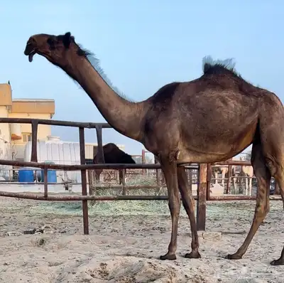 مفروده مجهم فرديه 0