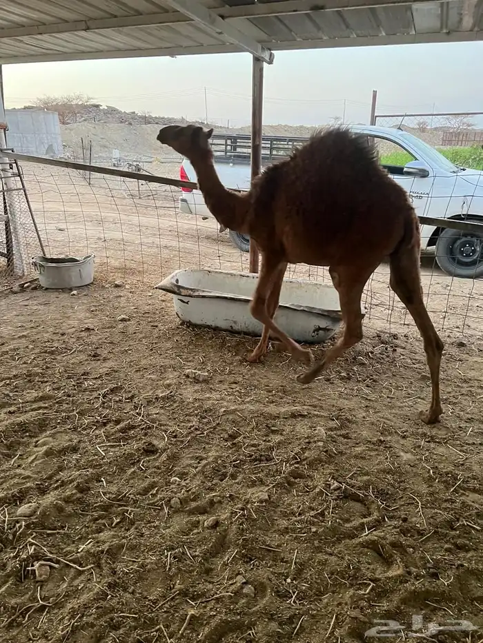 بكارات فرد للبيع 0