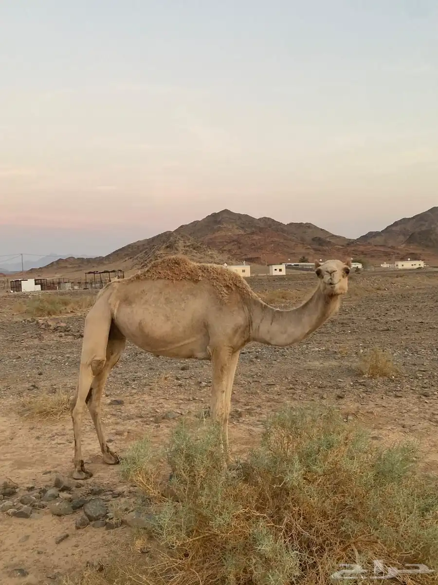 ناقه للبيع 0