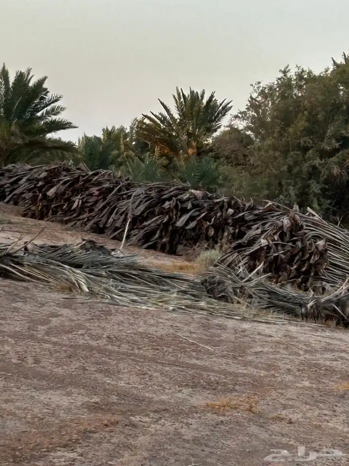 عسب للبيع 1