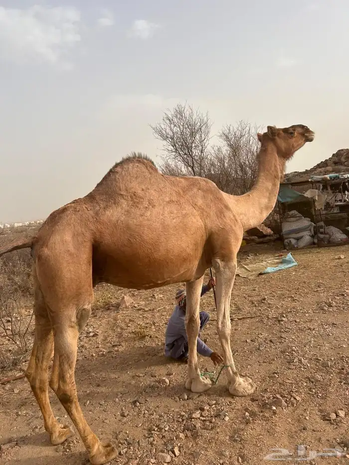 ناقه البيع 0