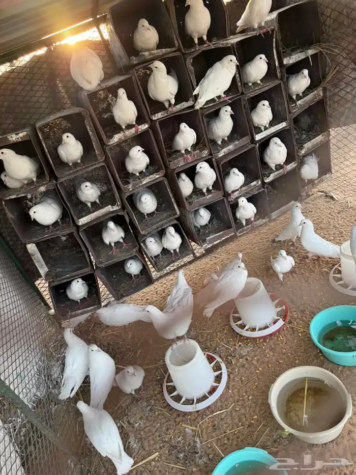 حمام فرنسي مفروز 1