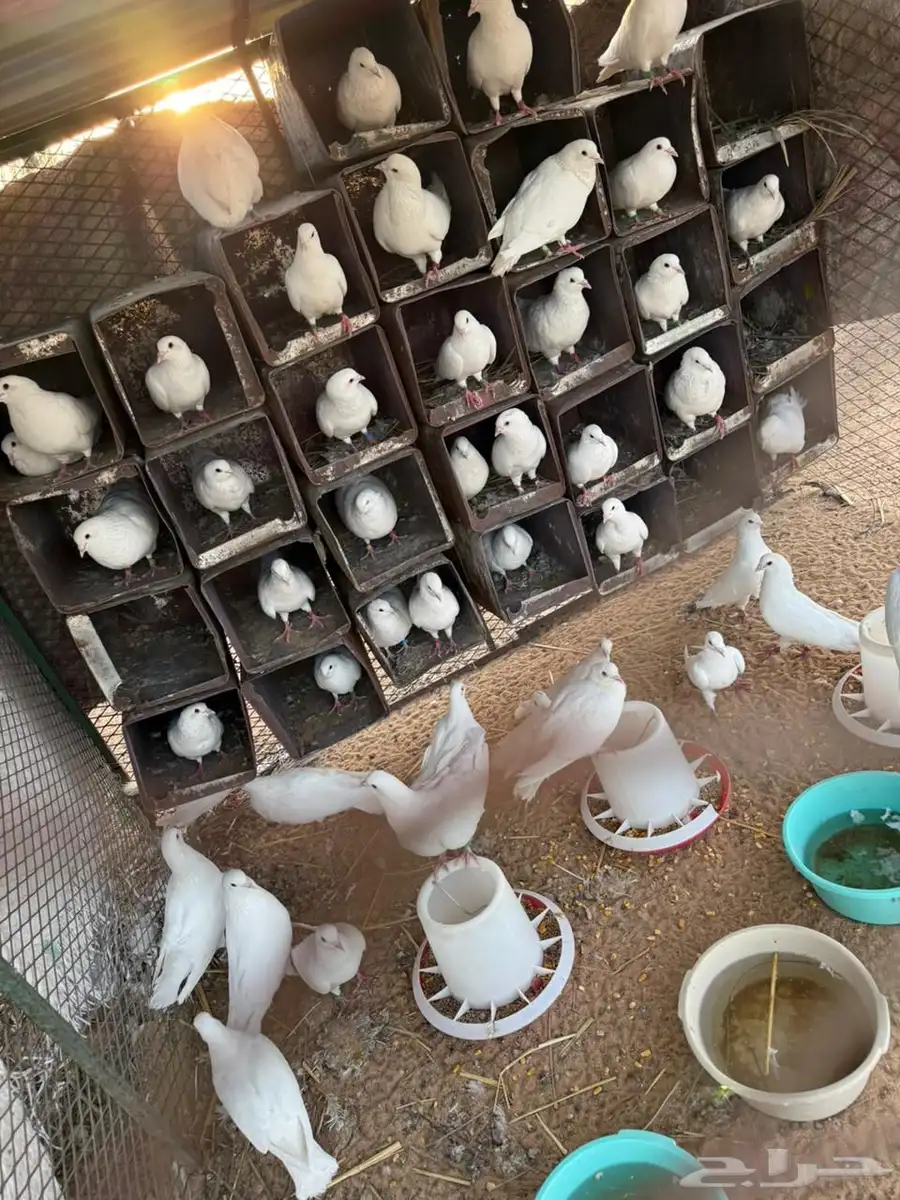 حمام فرنسي مفروز 1