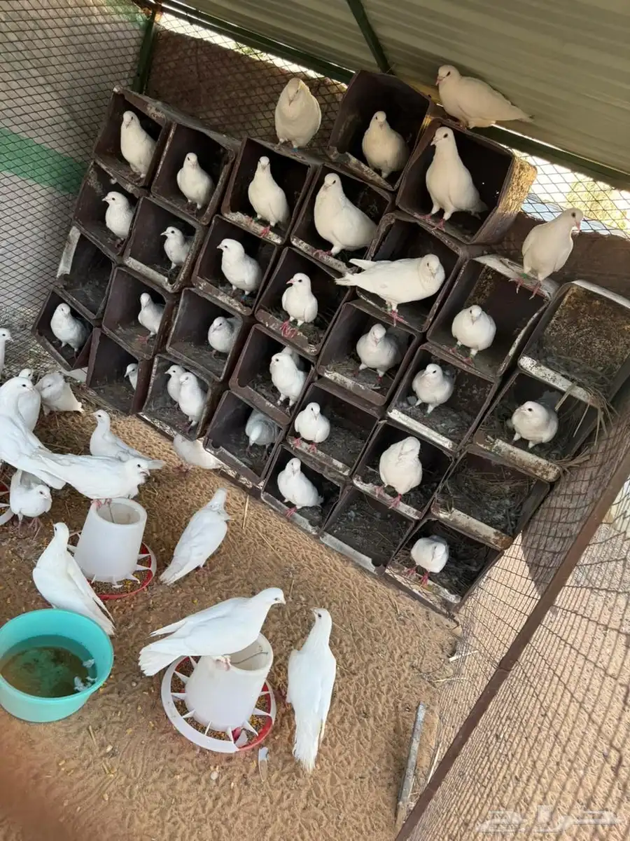 حمام فرنسي مفروز 2