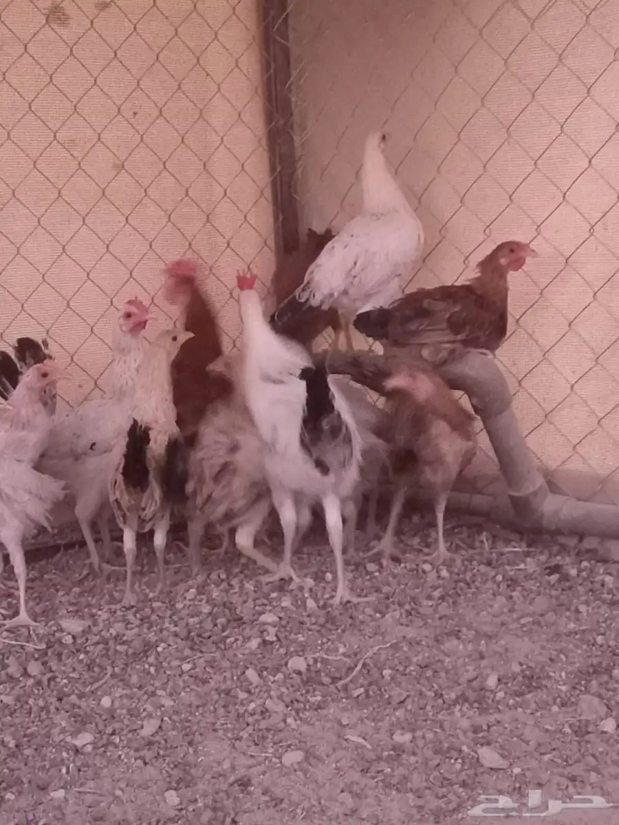 دجاج بلدي 1