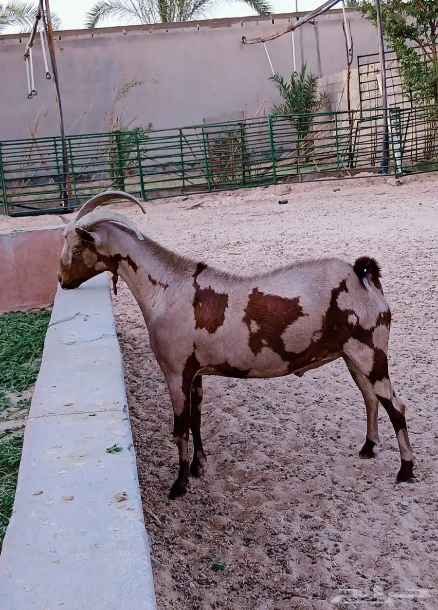 الرياض   الخرج العفجه 2