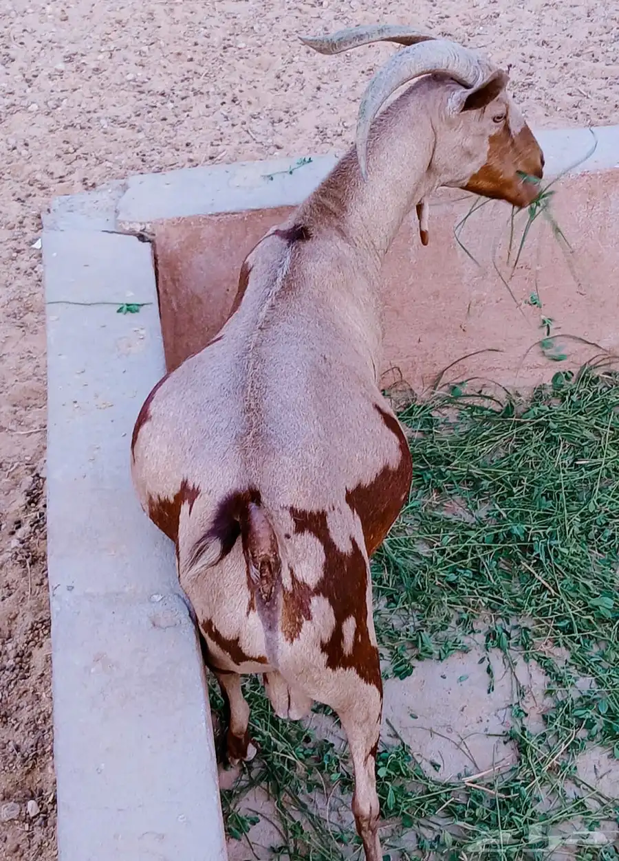 الرياض   الخرج العفجه 3