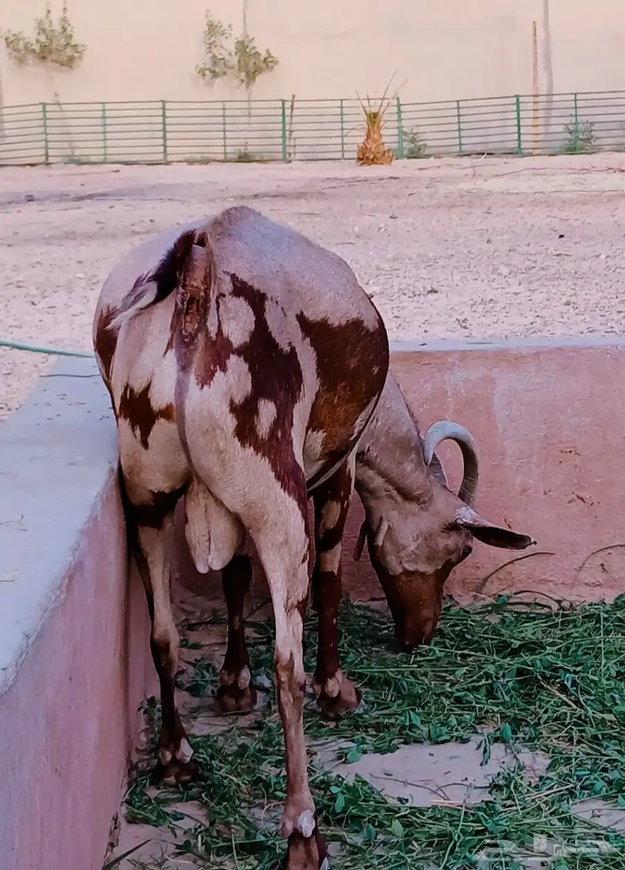 الرياض   الخرج العفجه 0