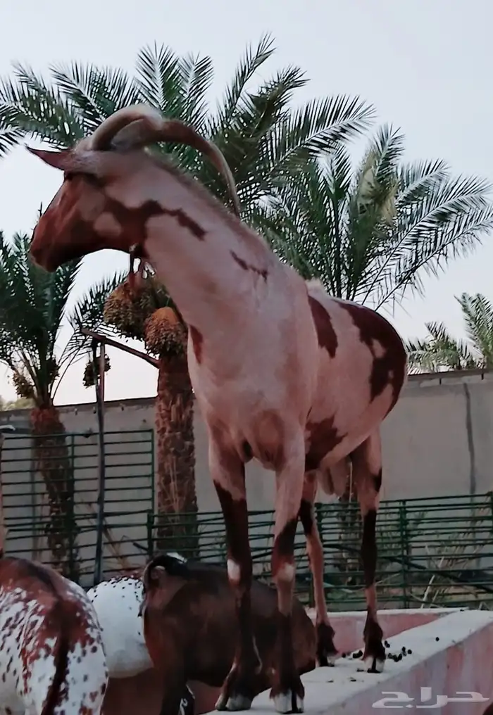 الرياض   الخرج العفجه 4