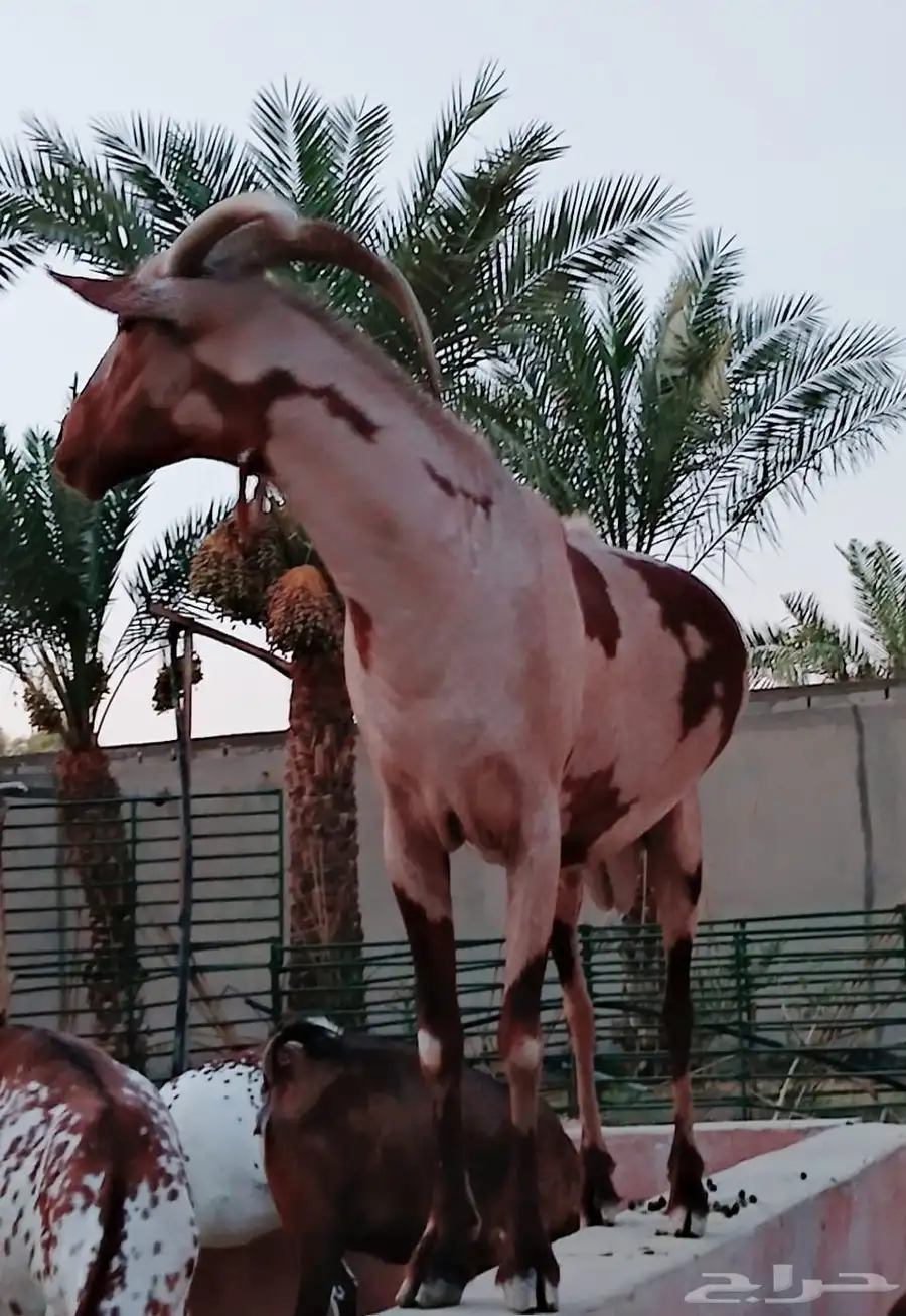 الرياض   الخرج العفجه 4