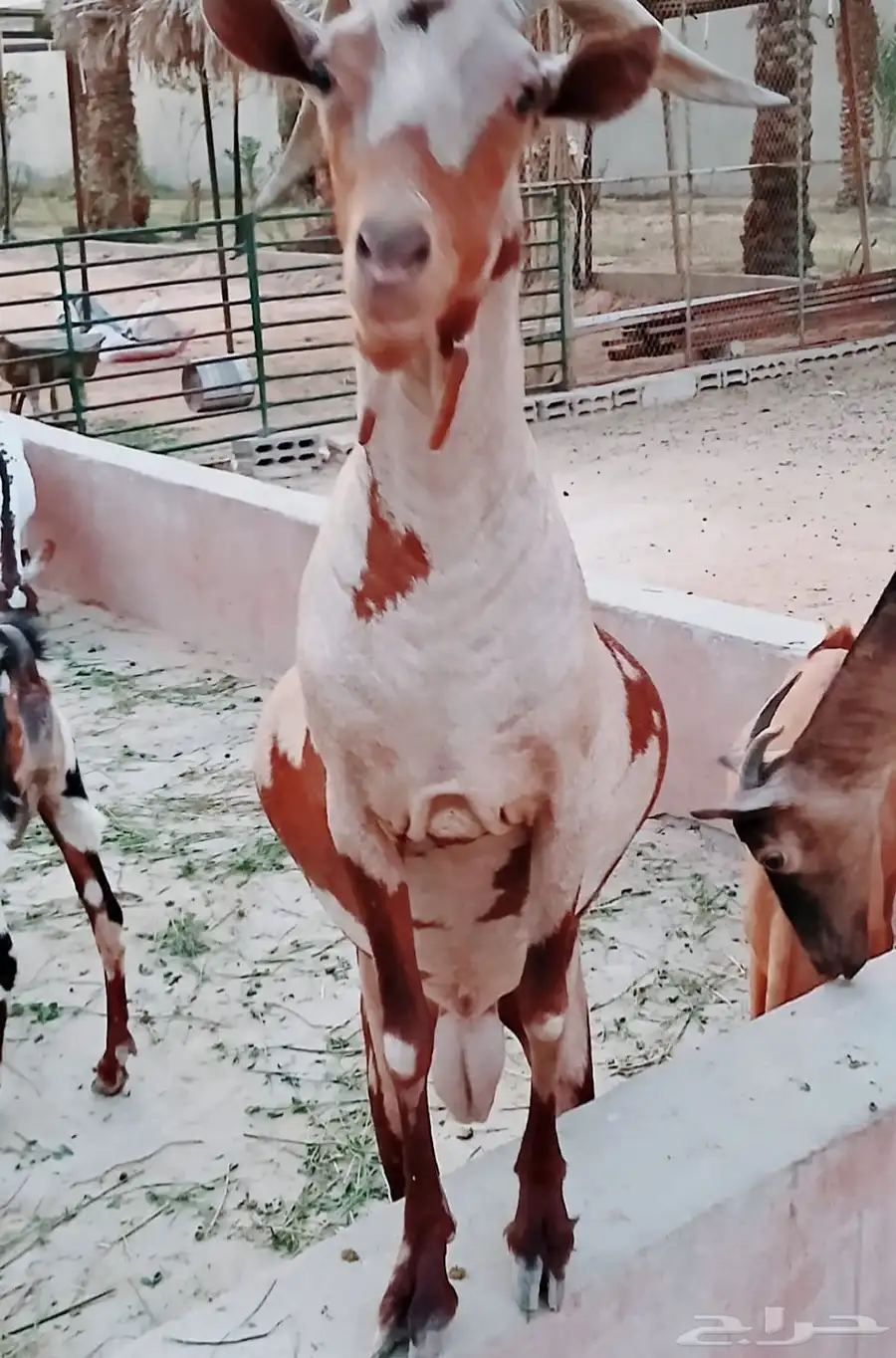 الرياض   الخرج العفجه 1