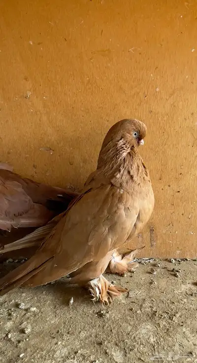 حمام أزواج دمستك لونق فيس 7