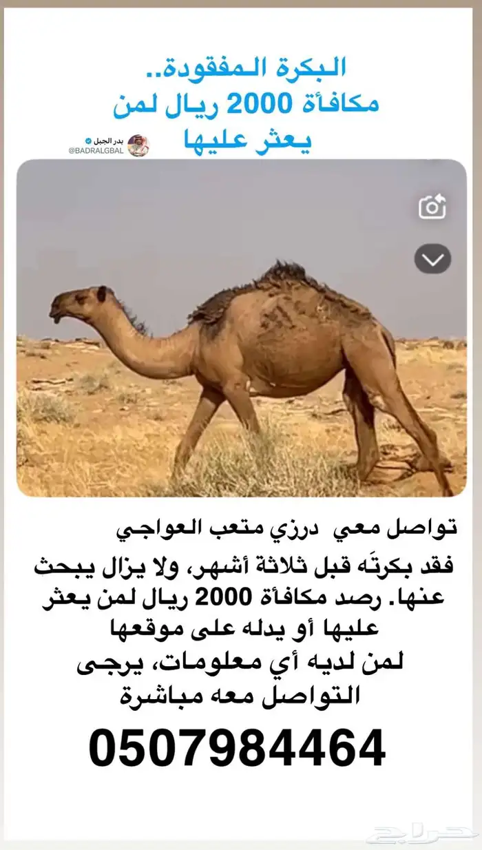 بكره ضاعت في 1446 3 5 شرق العسافية تجاه الخنفه 0