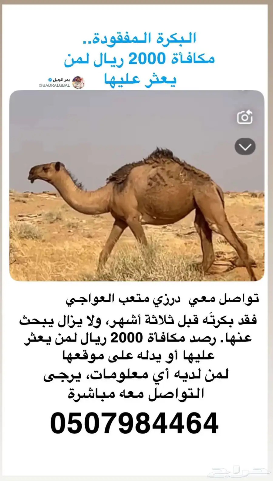 بكره ضاعت في 1446 3 5 شرق العسافية تجاه الخنفه 0