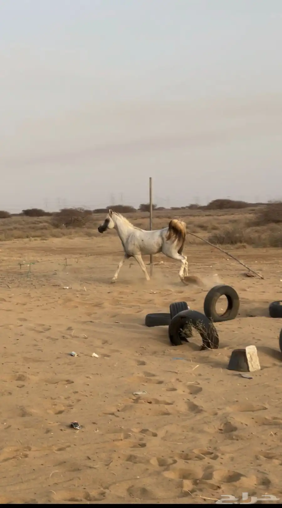 خيل شعبي 3