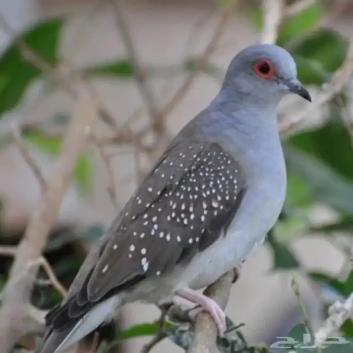 طيور يمام ماسي و زيبرا 0