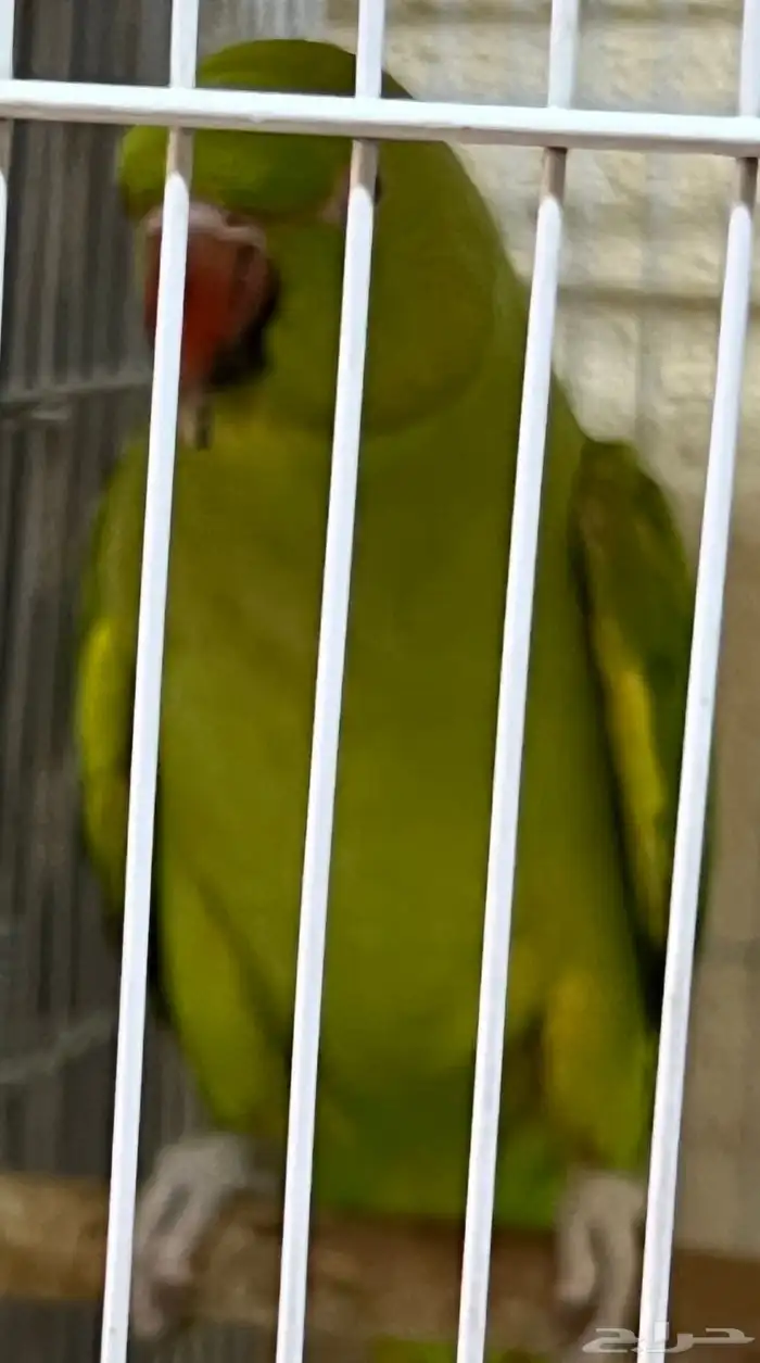 أنثى دره للبيع 6