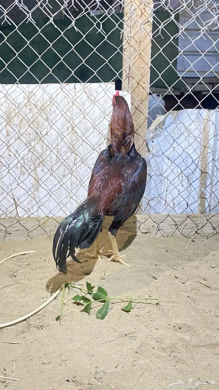 ديك باكستاني 2