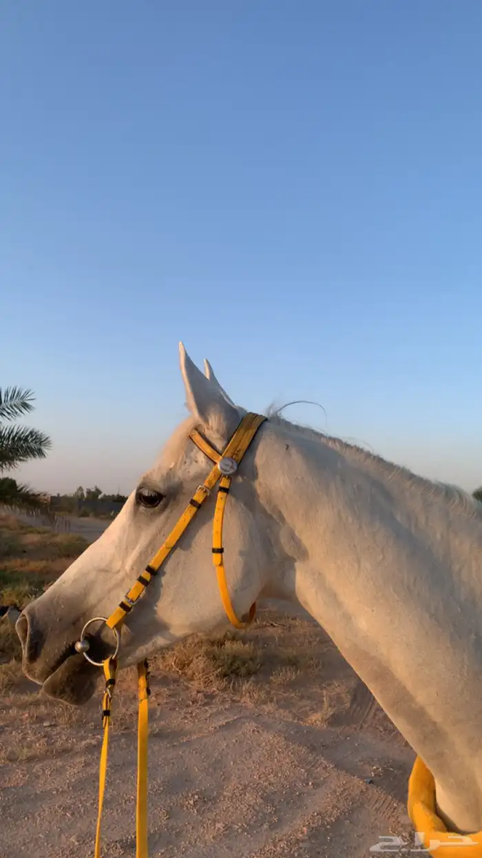 خيل فرس شعبية شيخة 2