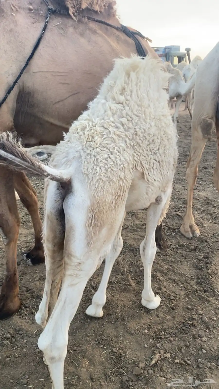 قعود لباني 0