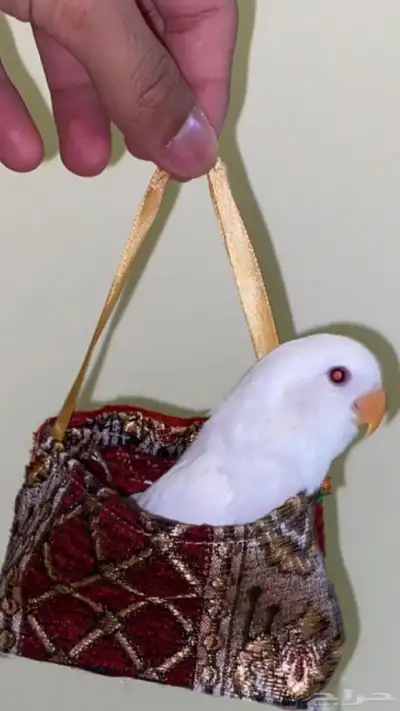 روز 0