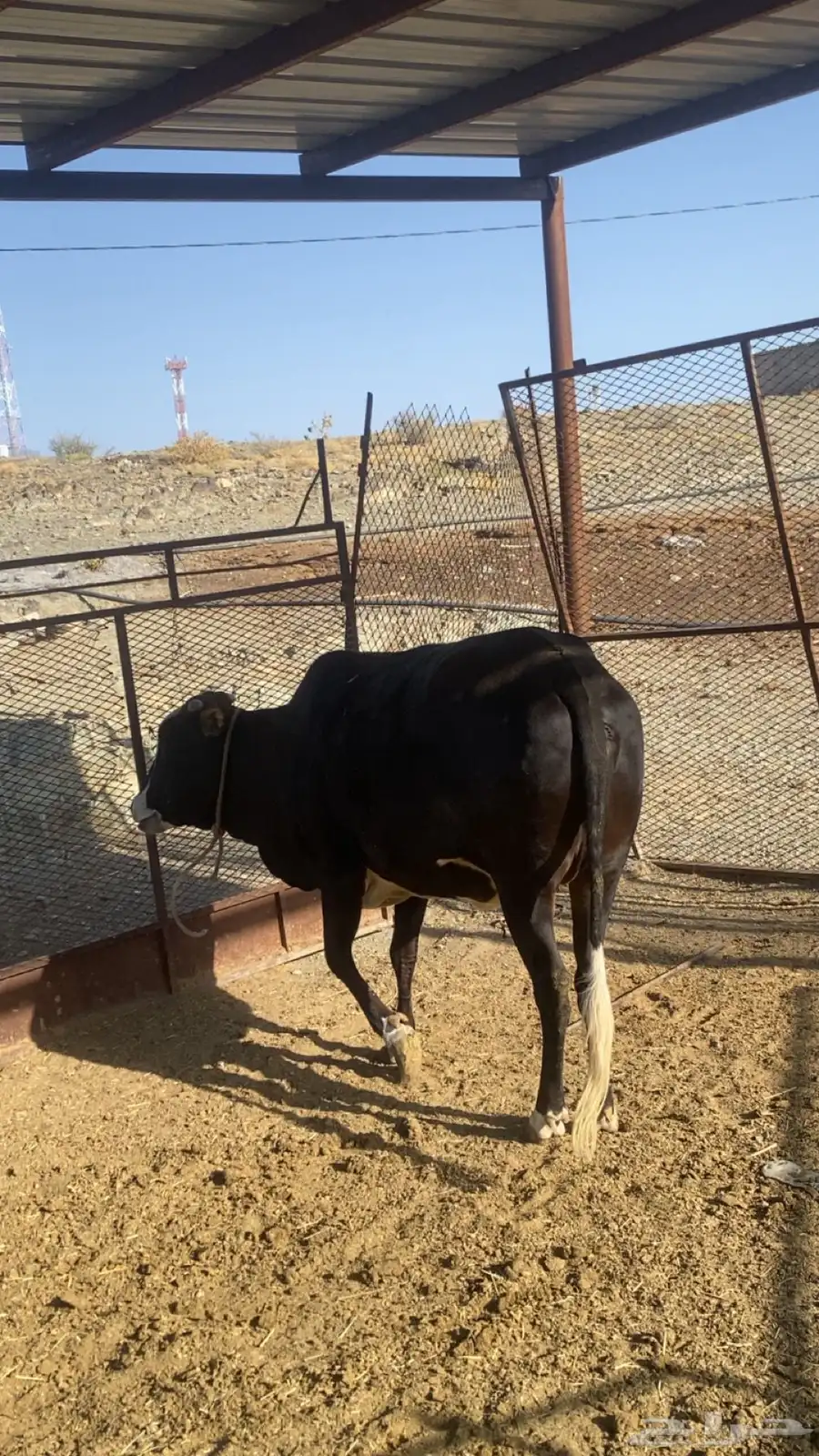 بقره حايل للبييع 1