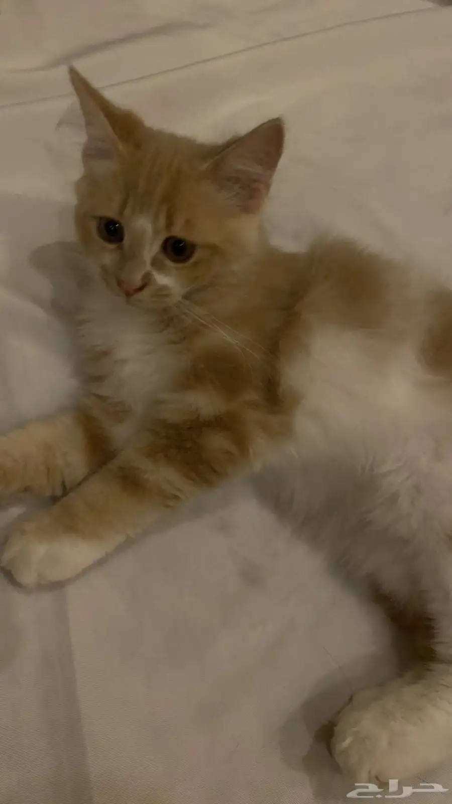 قطط 1