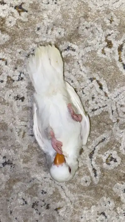 روز 1