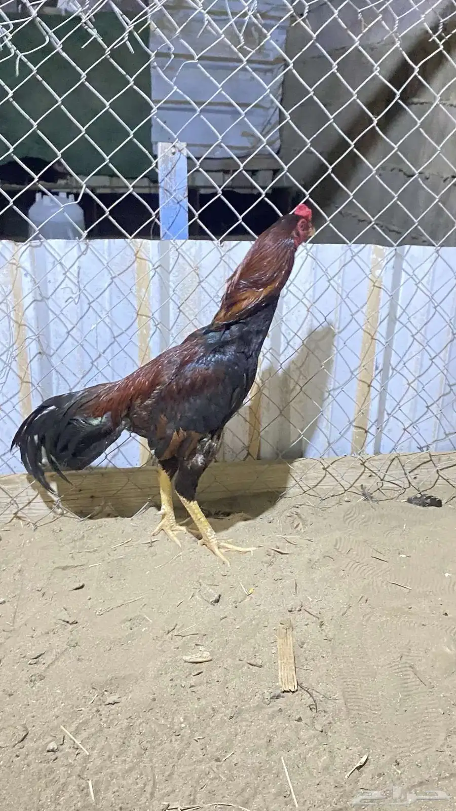 ديك باكستاني 1