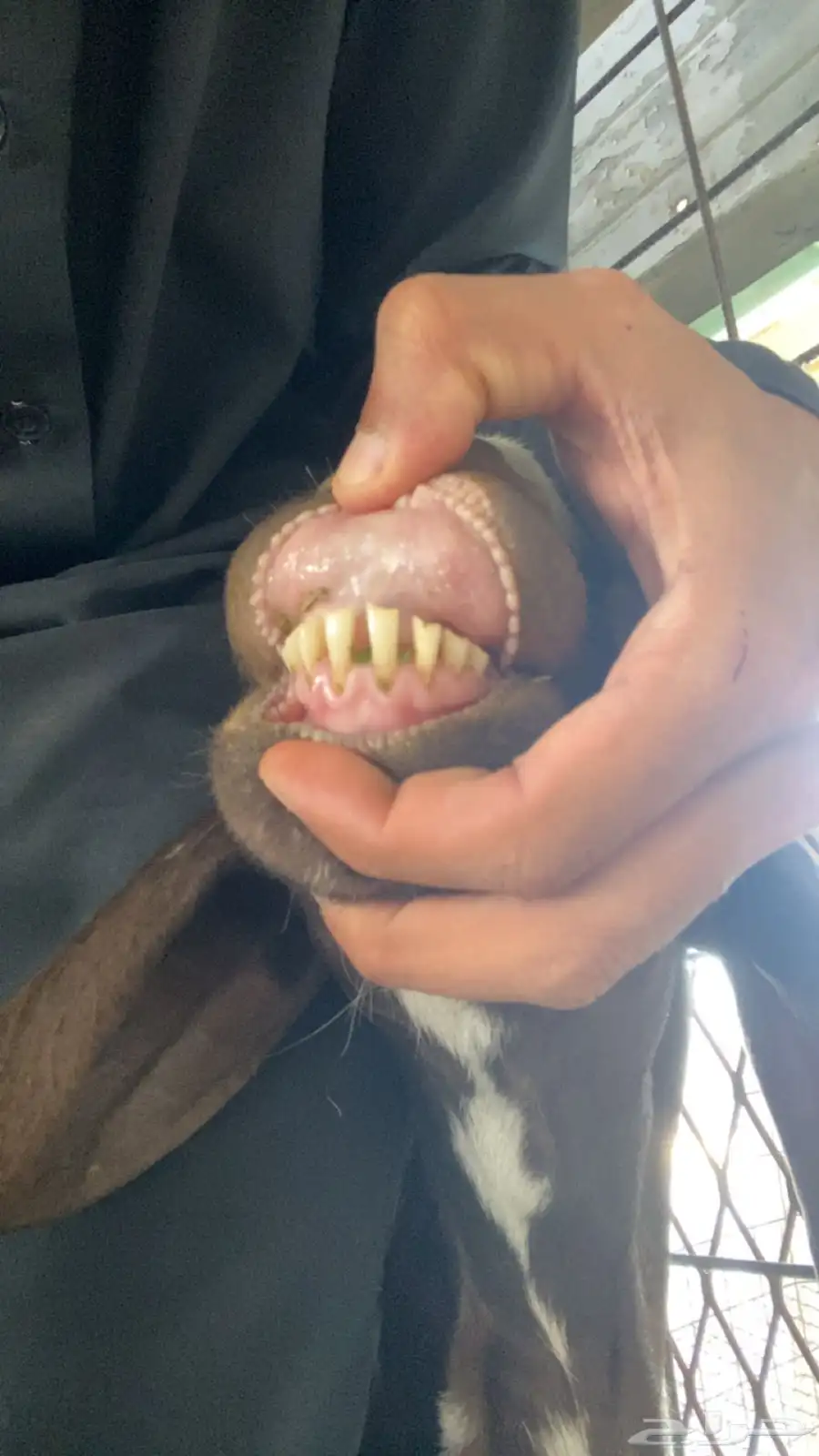 عنز 1