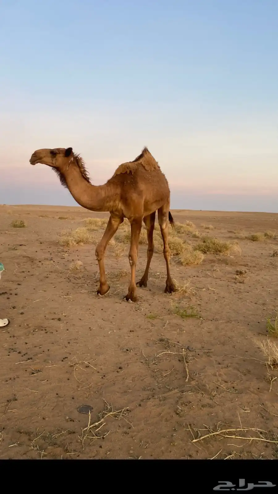 للبيع حقه 2