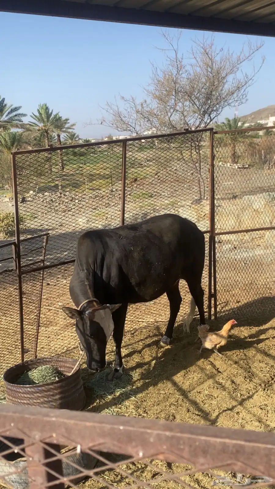 بقره حايل للبييع 2
