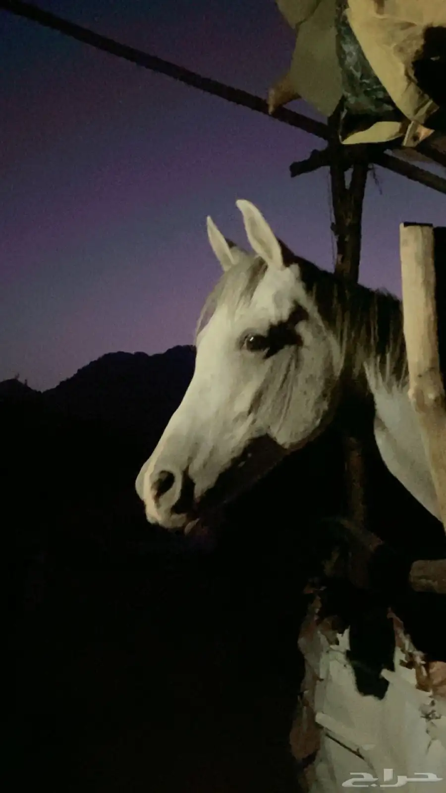 خيل شعبي 1