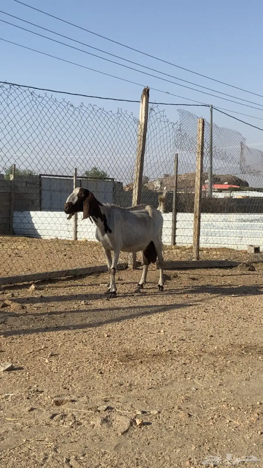 عنز 0