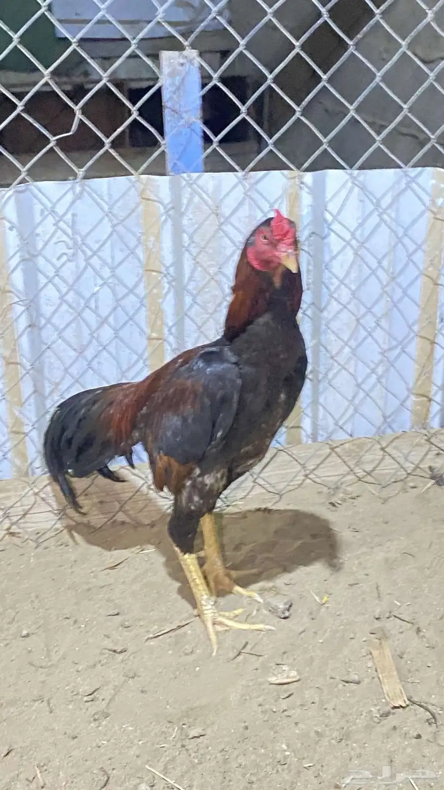 ديك باكستاني 4