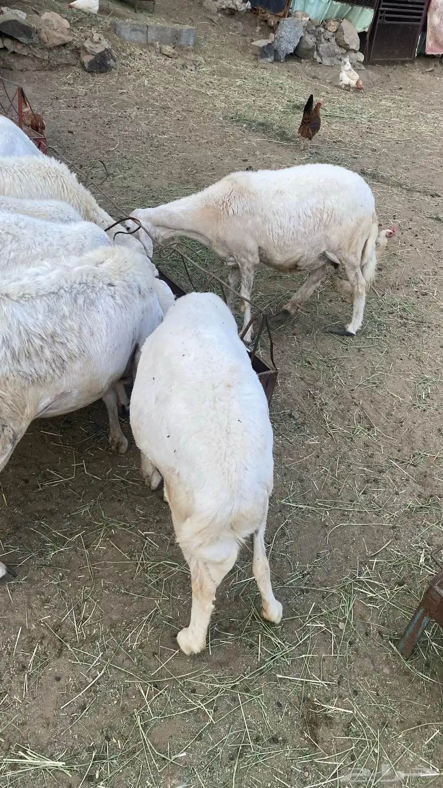 ضان 0
