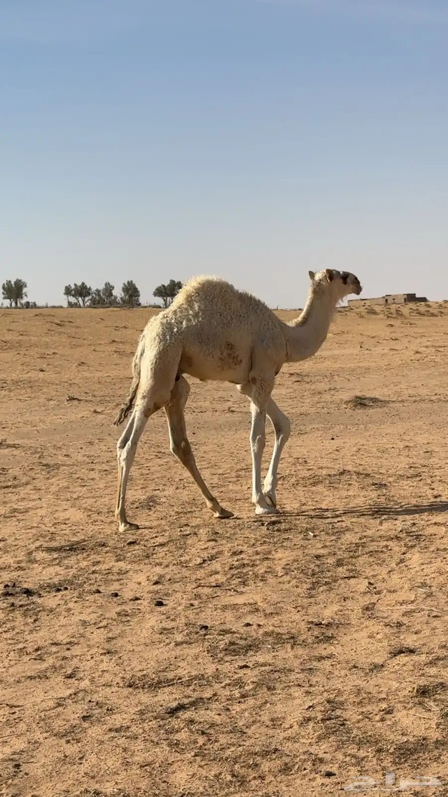 قعود قصب 3