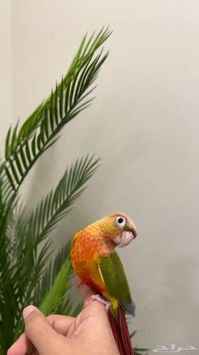 فرخ كنيور اناناس هدد نشبه تم البيع 5