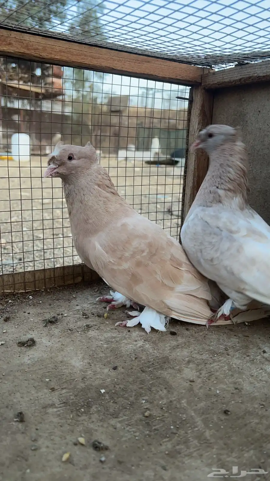 زوج حمام عراقي معاه بيضه الون نادر لون كريمي 0