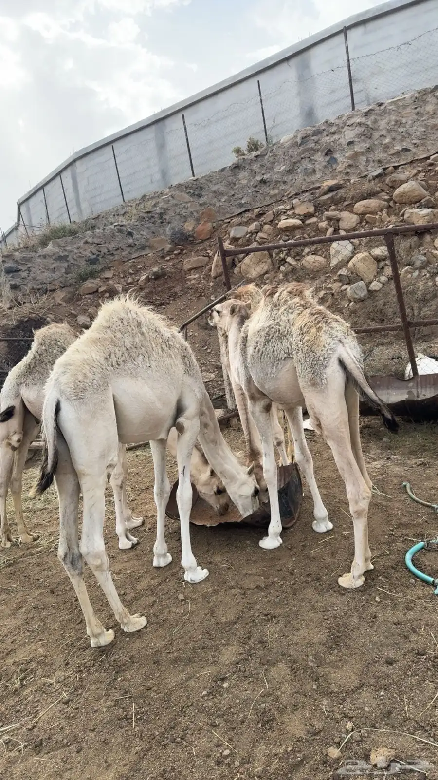 4 حشوان للبيع 4