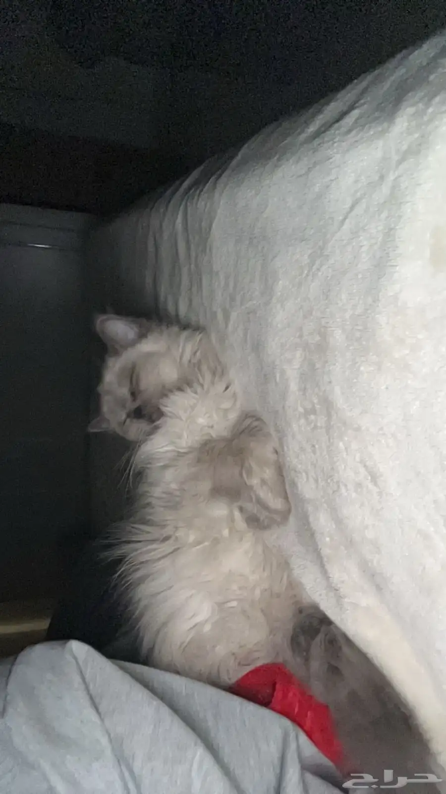 قطط 1