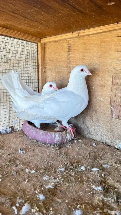 مطلوب فرنسي ابيض سوبر جانبو عمر صغير 0