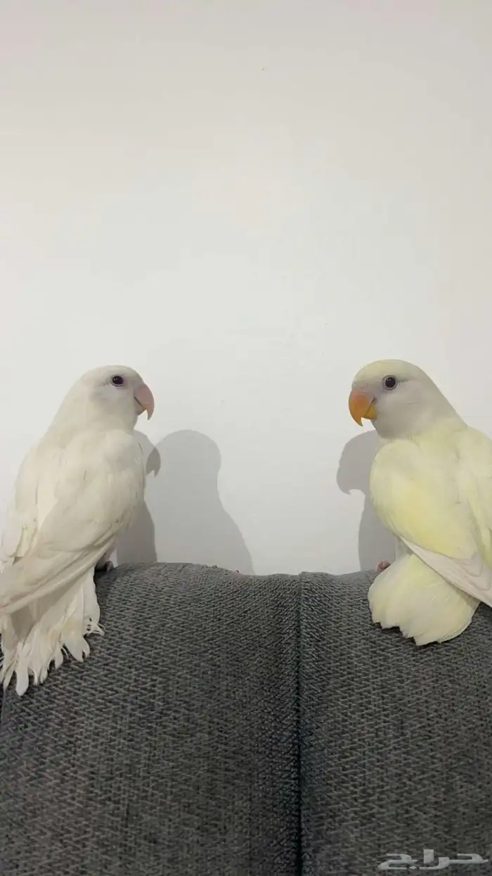 روز البينوا للبيع ذكر و أنثى أليفين مررة 2