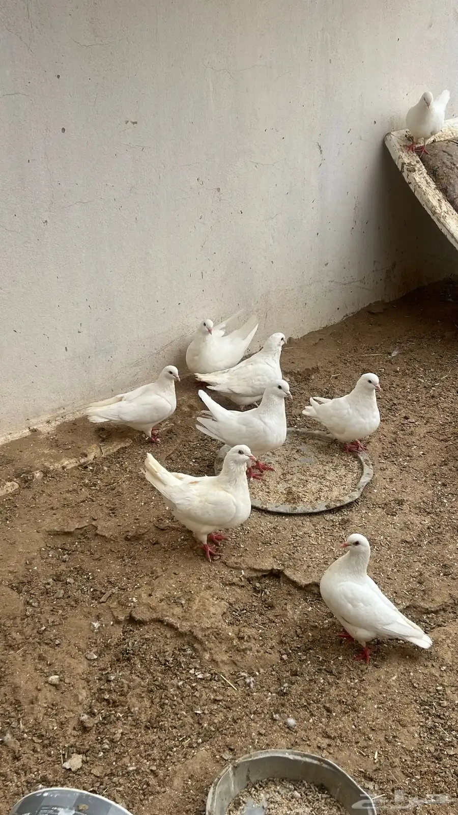 حمام فرنسي 0