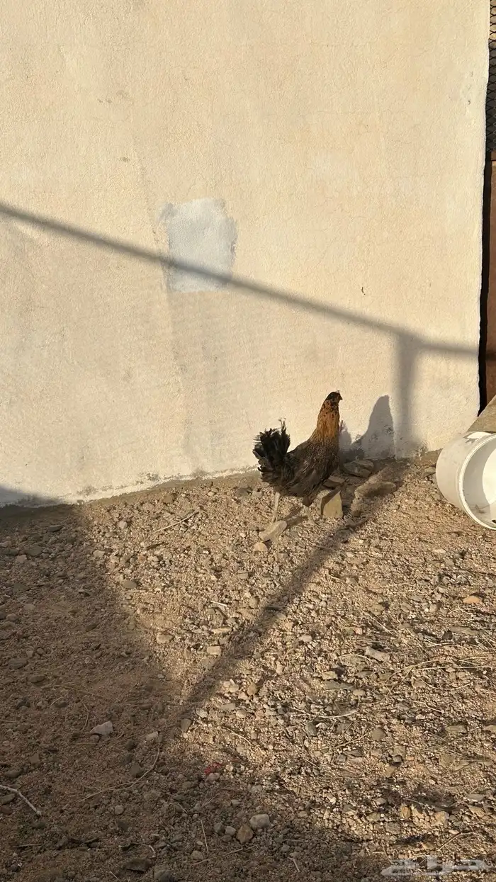 تم البيع 1