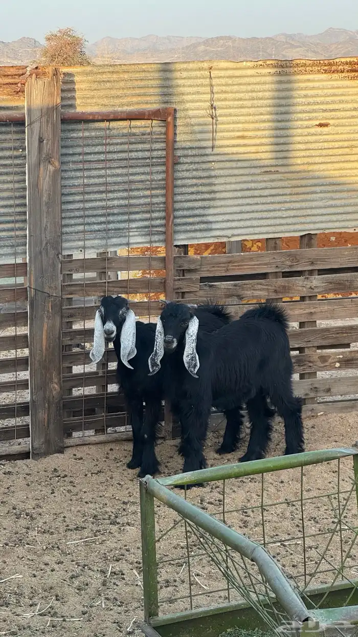 تيس مشروع فحل 2