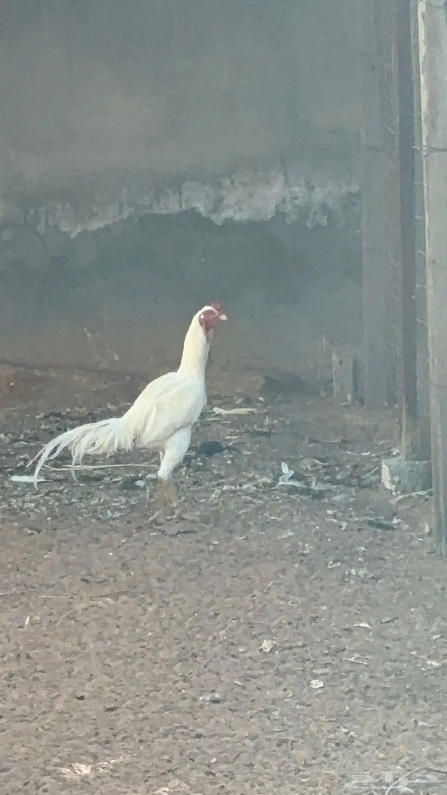 للبيع ديك و دجاجه شامو 6