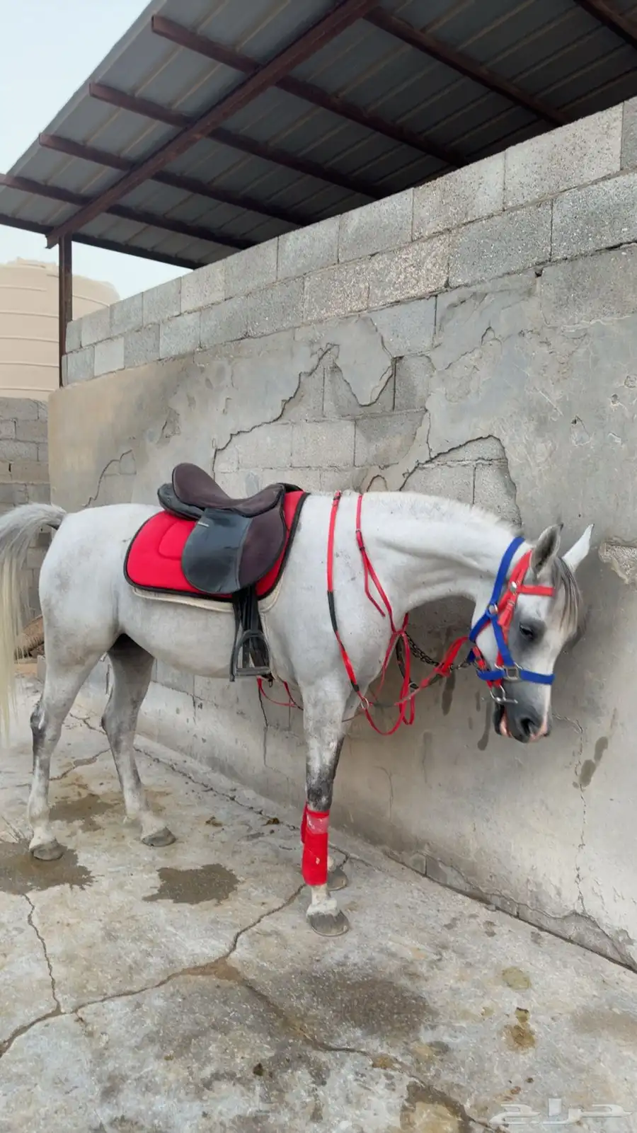 فرس 2
