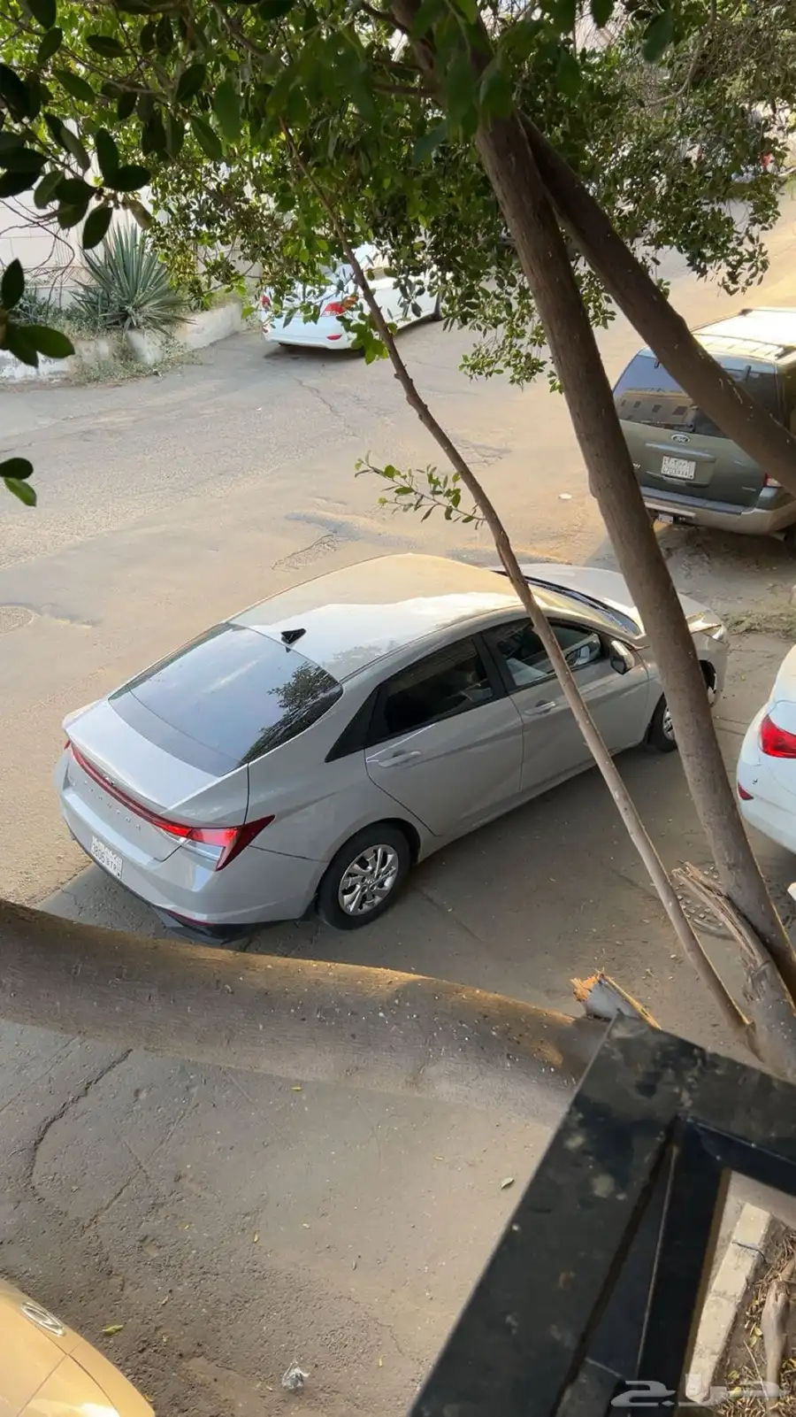 للبيع جنوط صيني 1