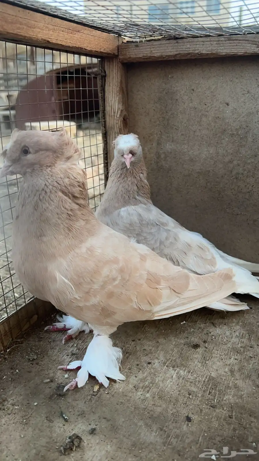 زوج حمام عراقي معاه بيضه الون نادر لون كريمي 5